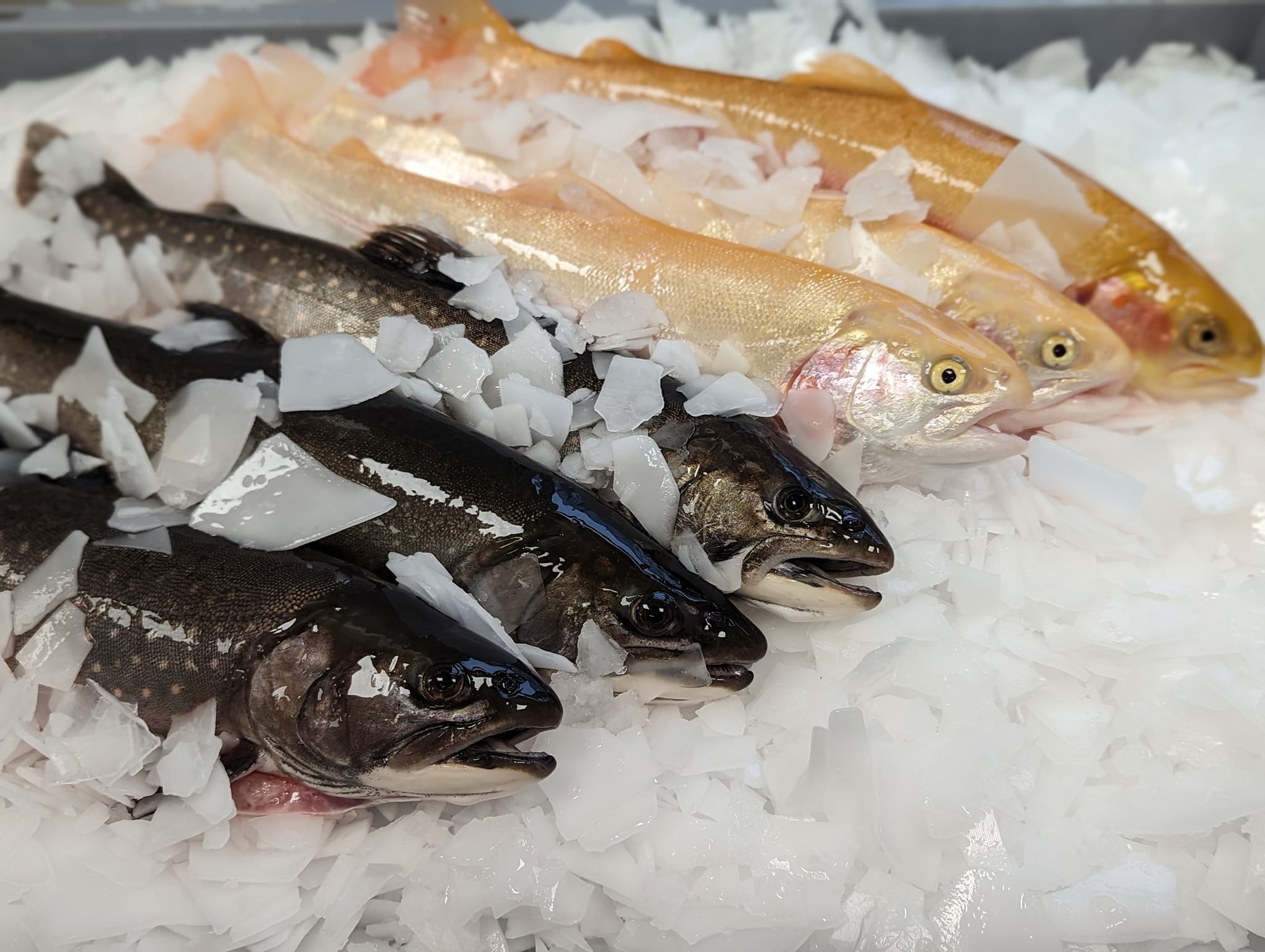 Frischer Fisch auf Eis in der Manufaktur